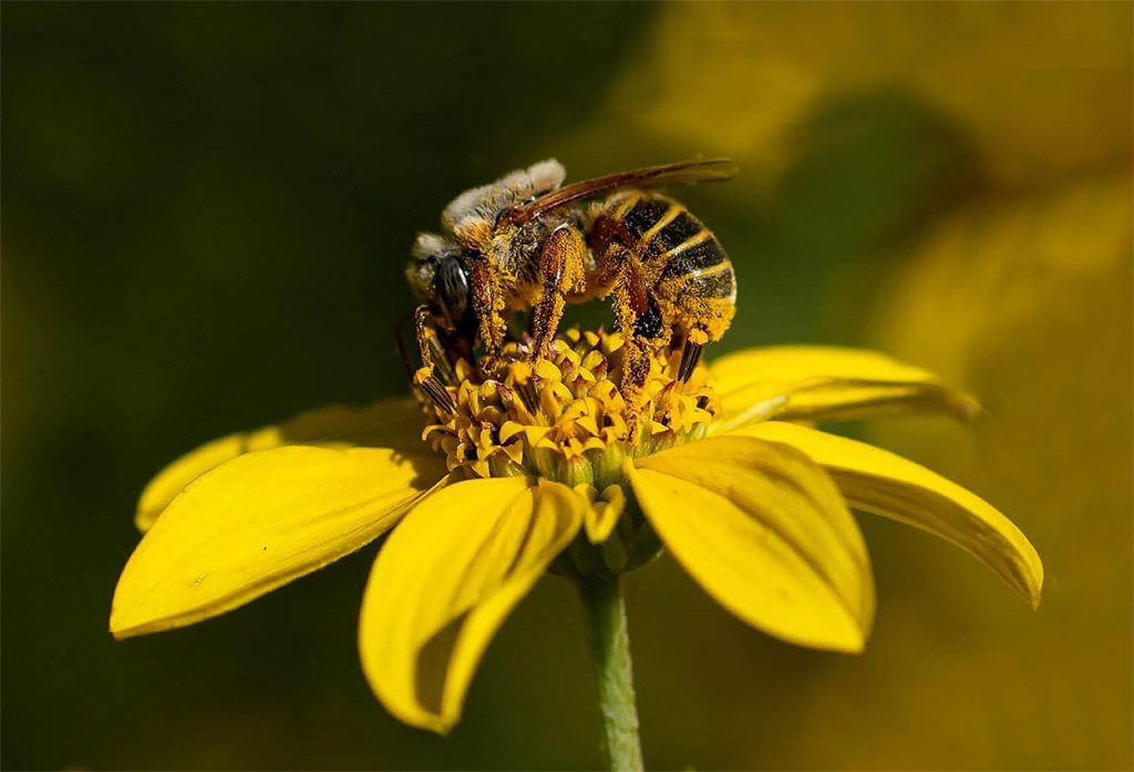 Melipona Beecheii o Abeja Sagrada Maya