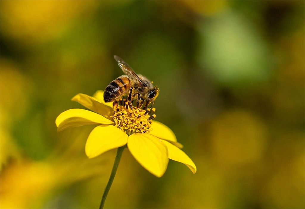 Biología de la Abeja Sagrada Maya