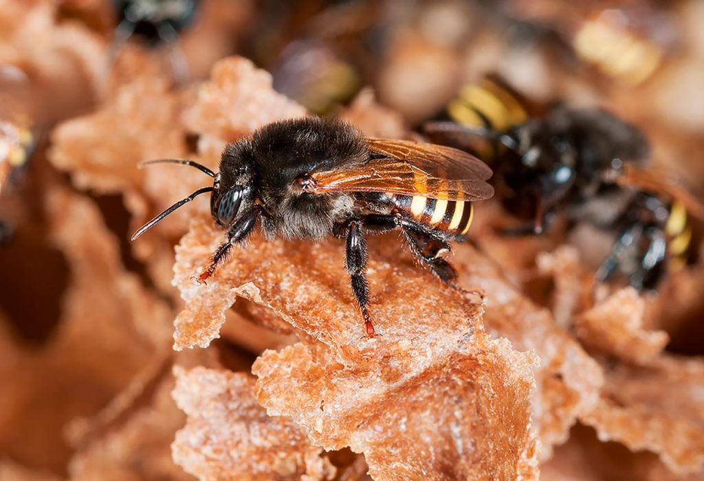 Melipona Quadrifasciata o Mandaçaia