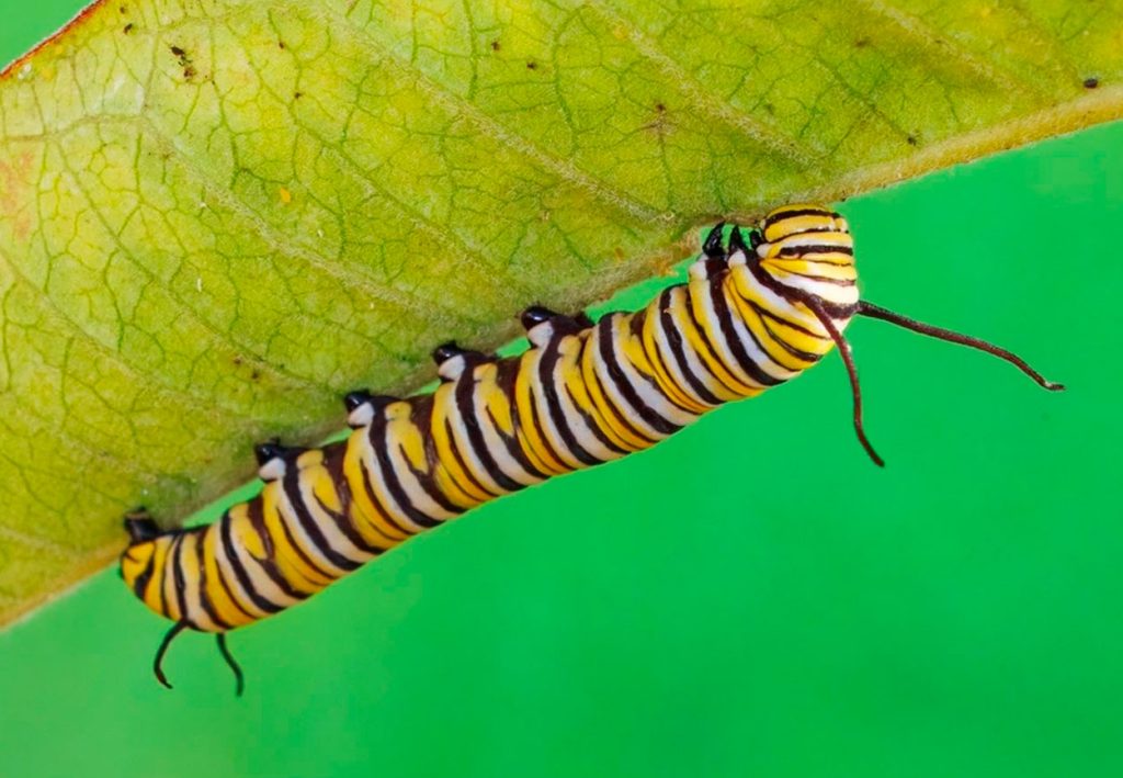 Oruga de Danaus Plexippus