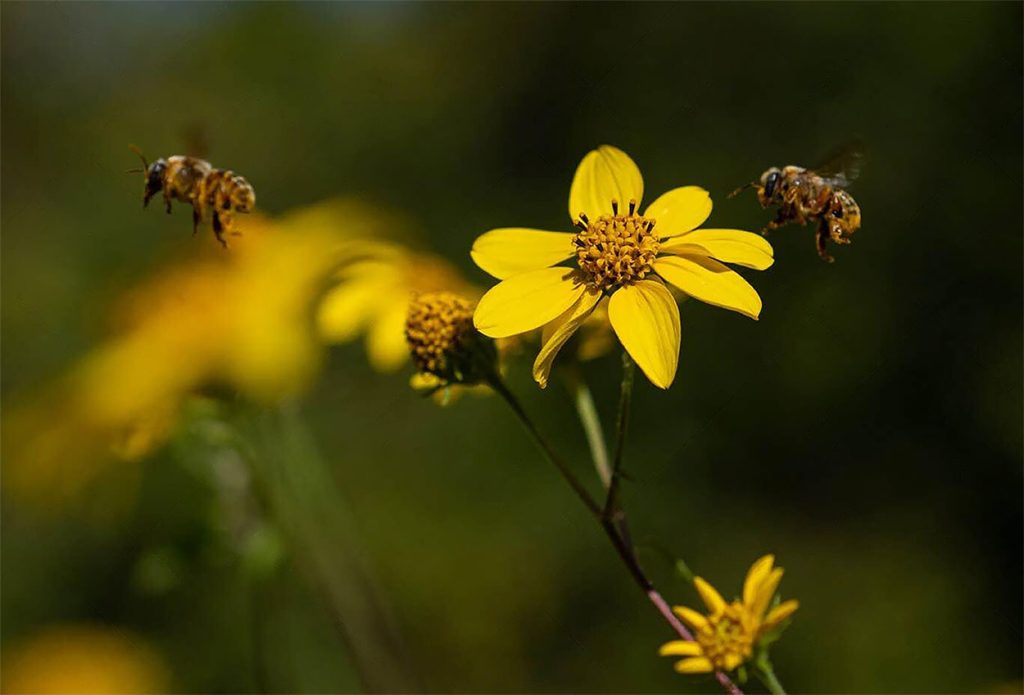 Rol Ecologico de Melipona Beecheii