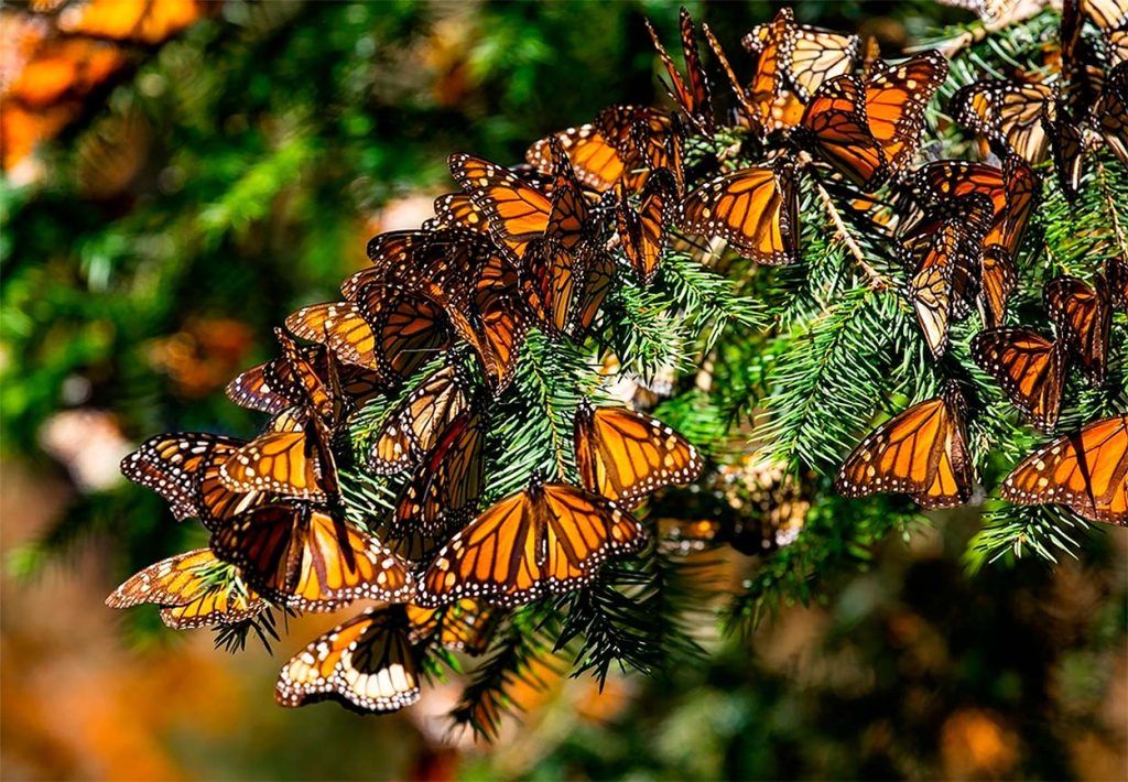 Papel Ecológico de la Mariposa Monarca