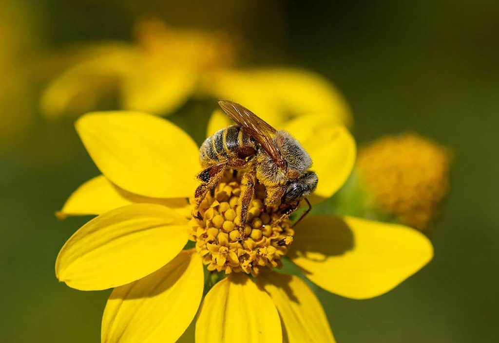 Características Físicas de Melipona Beecheii