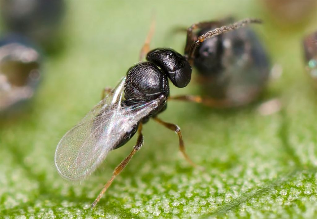 Características Físicas del Telenomus remus