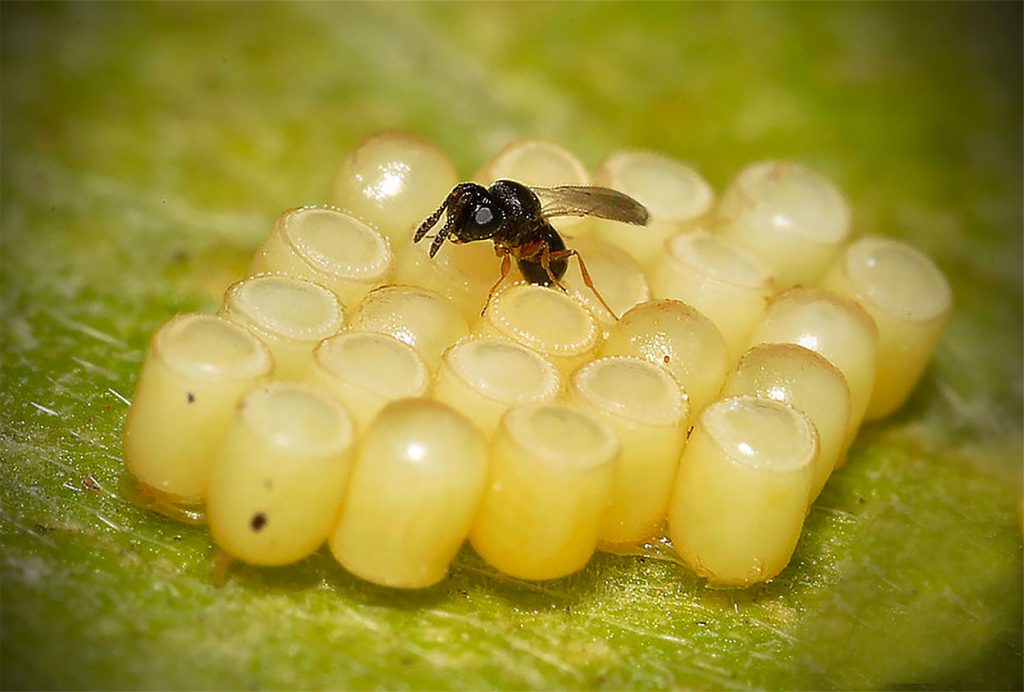 Telenomus remus parasitando huevos de gusano cogollero