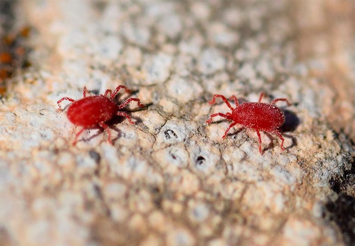 Araña-Roja-oTetranychus-Urticae Araña Roja o Tetranychus Urticae