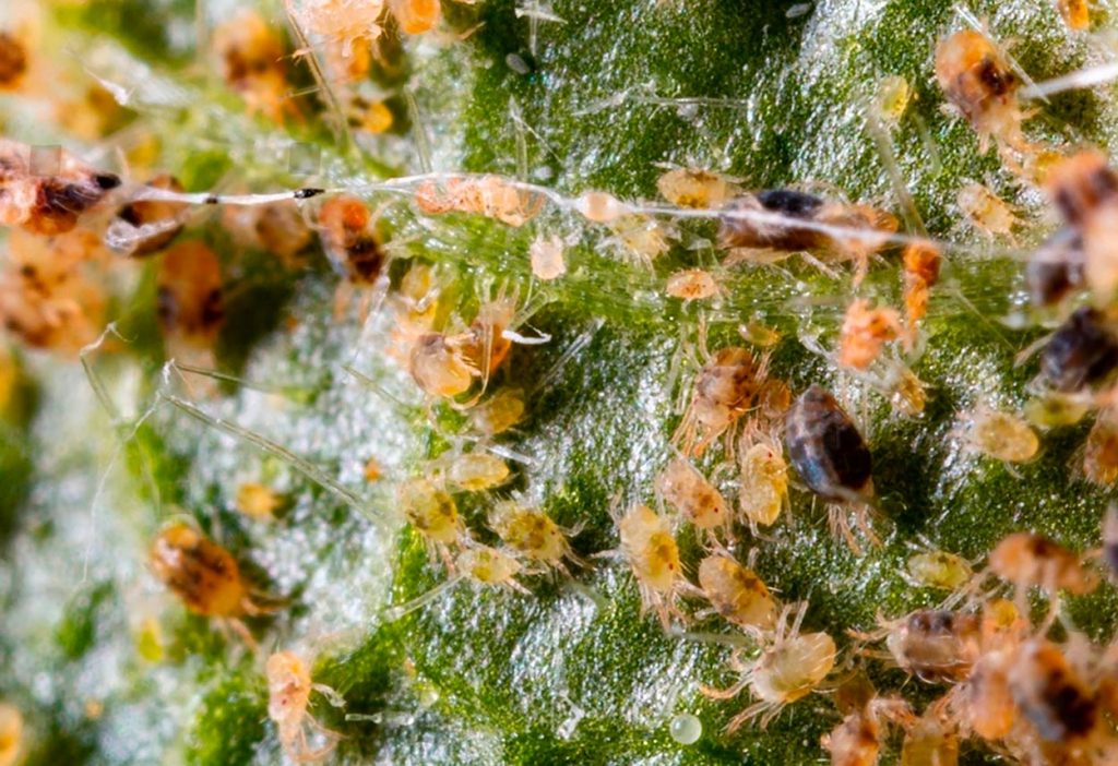 Características Físicas del Tetranychus Urticae