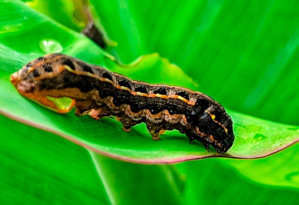 Características del Spodoptera Frugiperda