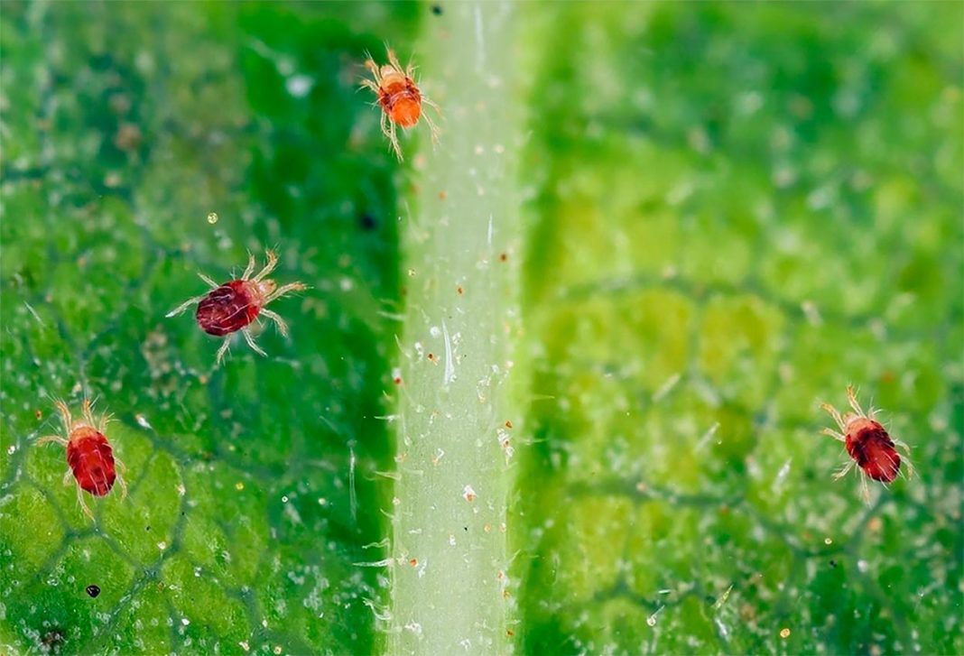 Araña Roja en Plantas - Plaga Tetranychus Urticae