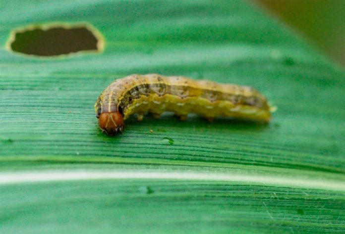 Control-biologico-del-Spodoptera-frugiperda Gusano Cogollero o Spodoptera Frugiperda - Gusano del Choclo