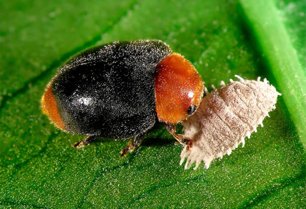 Cryptolaemus Montrouzieri eliminando una Cochinilla algodonosa