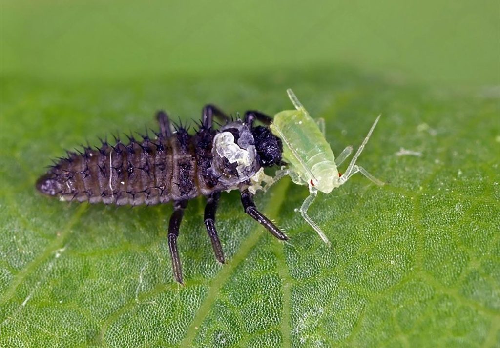 Larva de mariquita cazando un pulgón