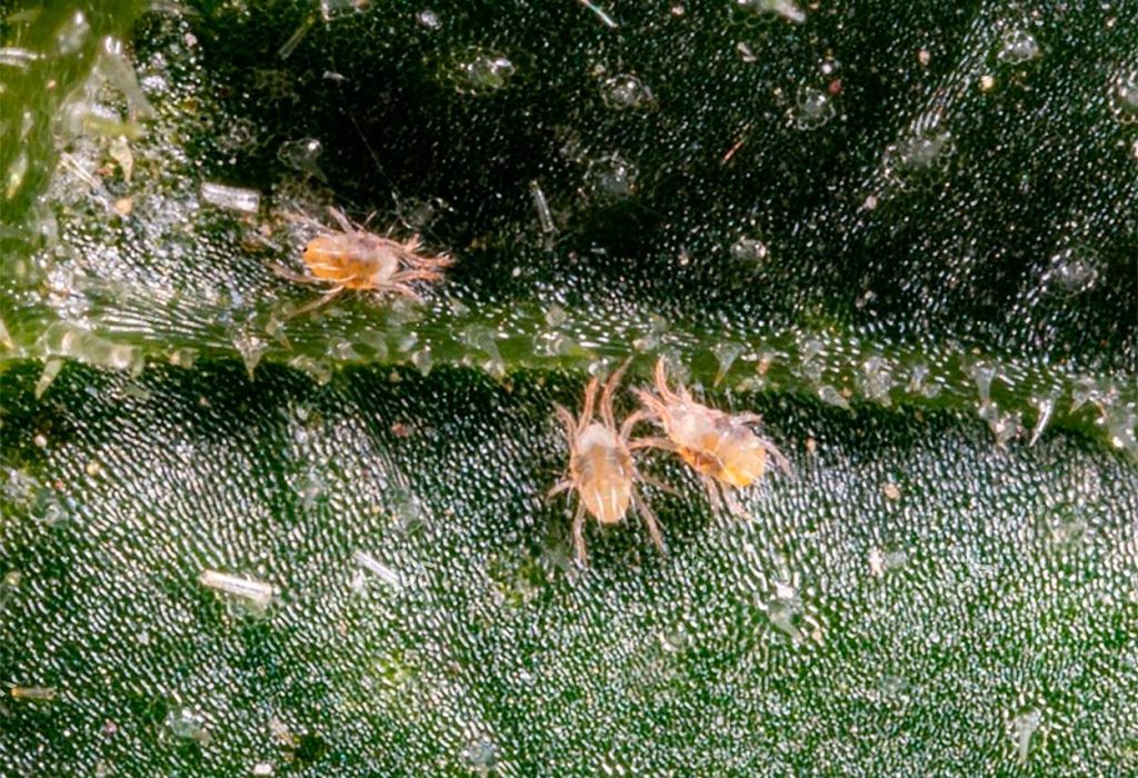 Plantas que daña la Araña Roja