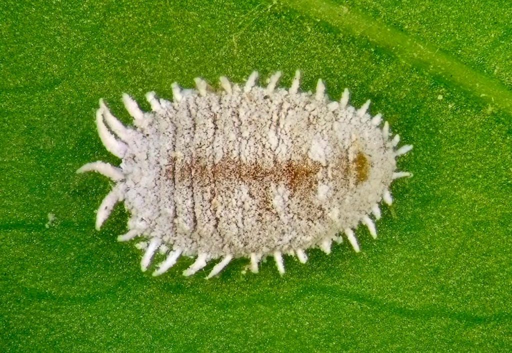 Características Físicas de Cotonet