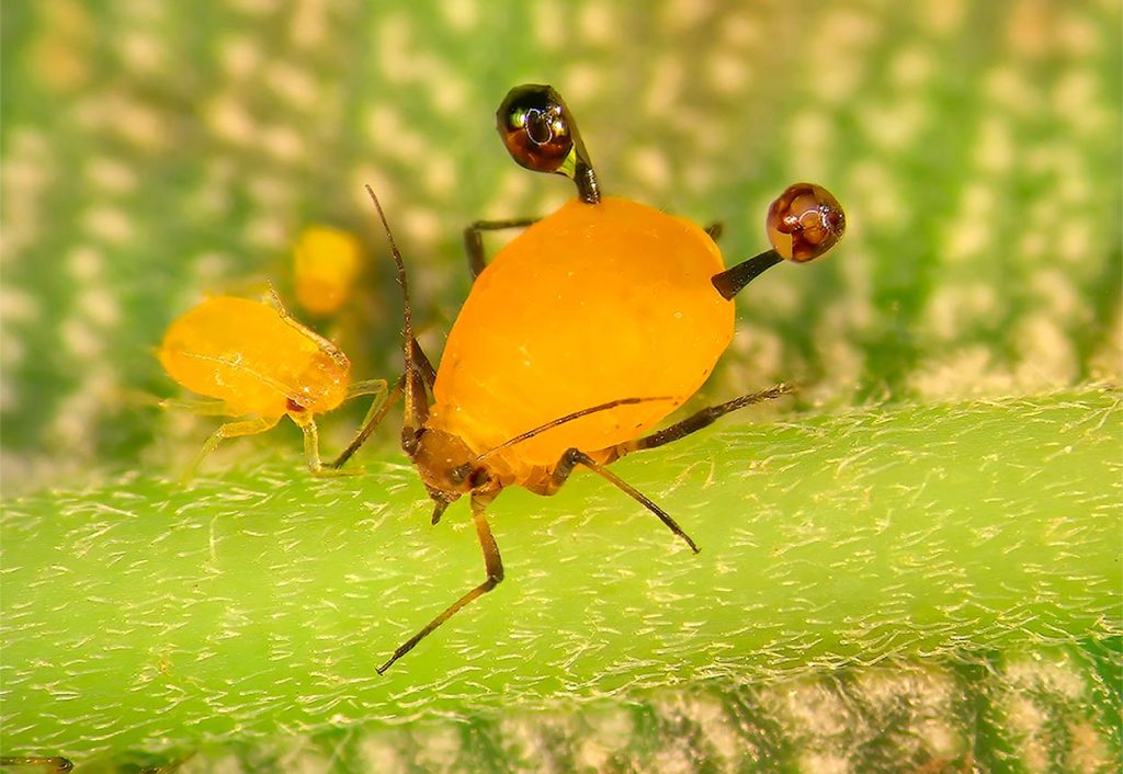 Características de los Pulgones