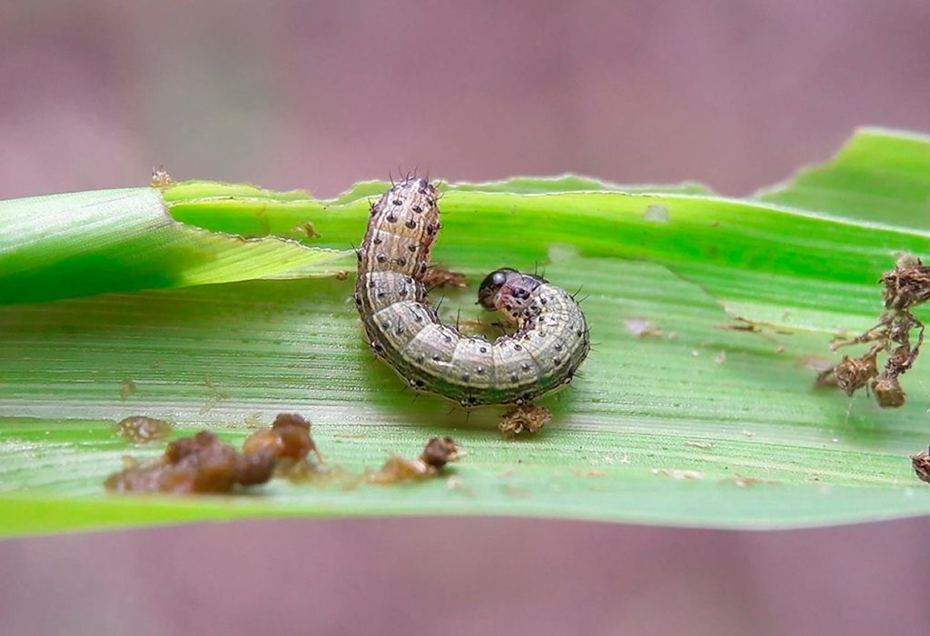Control Biológico de Spodoptera frugiperda