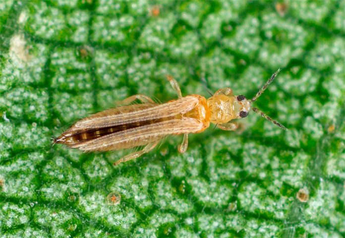 Trips de la Cebolla o Thrips Tabaci