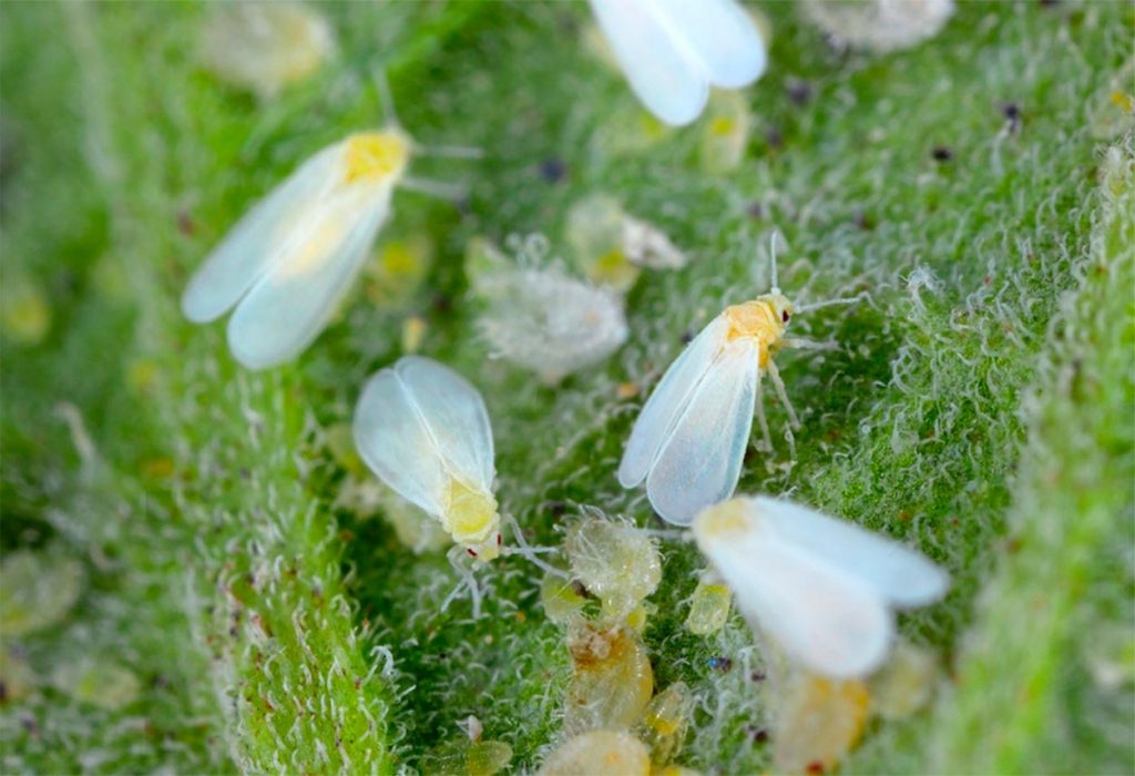 Plantas que dañan las moscas blancas