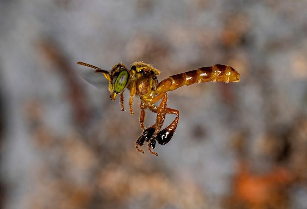Abeja Angelita y su Miel
