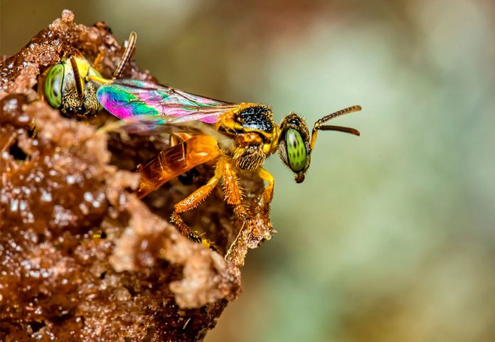 Abeja Angelita o Tetragonisca Angustula