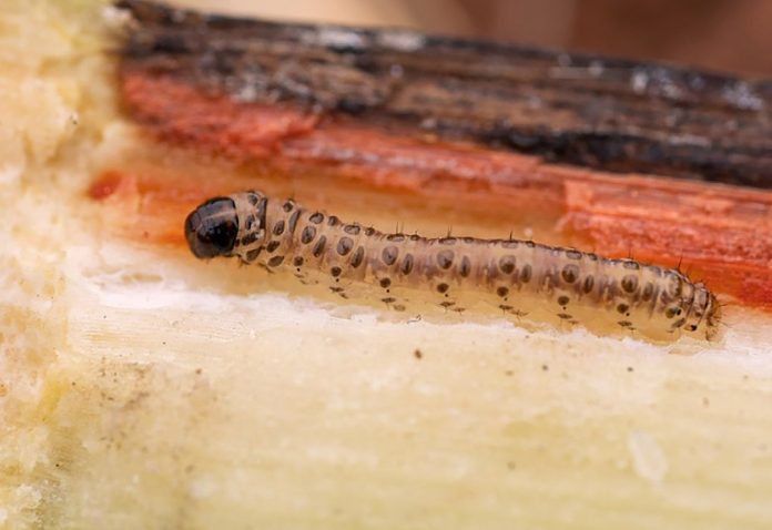 Barrenador del Tallo o Diatraea Saccharalis