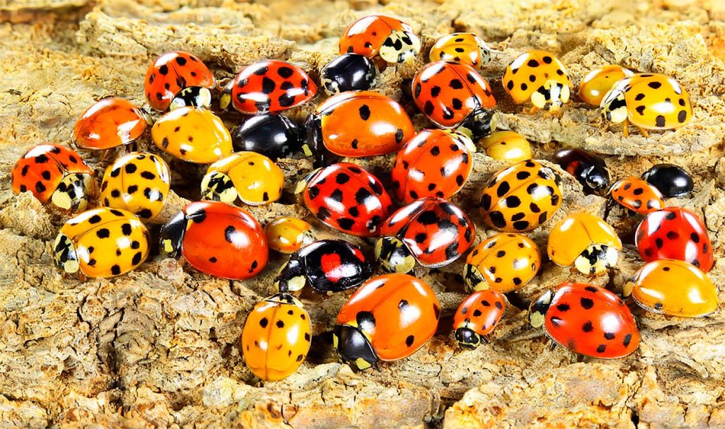Características de las mariquitas