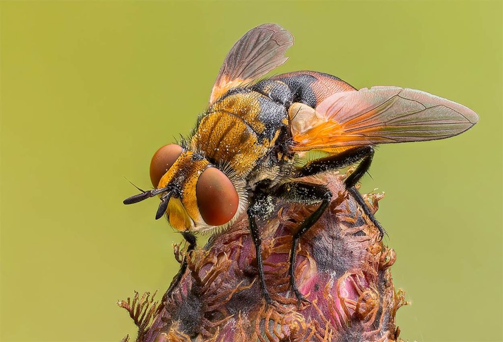 Características de Gymnosoma Rotundatum