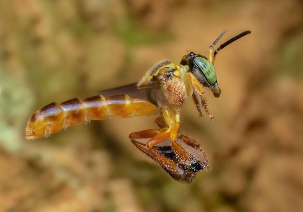 Características de la Abeja Angelita