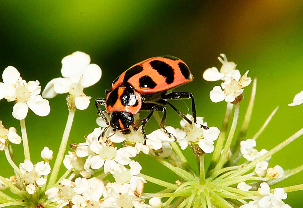 Coleomegilla Maculata o Mariquita Rosa