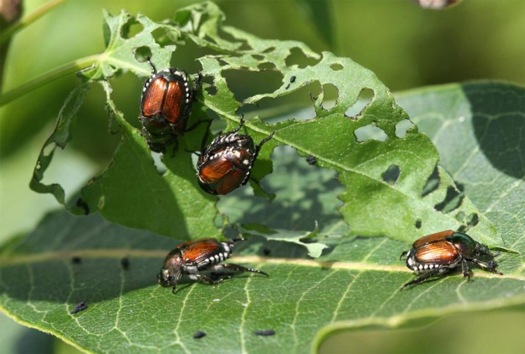 Popillia Japonica Dañando Hojas