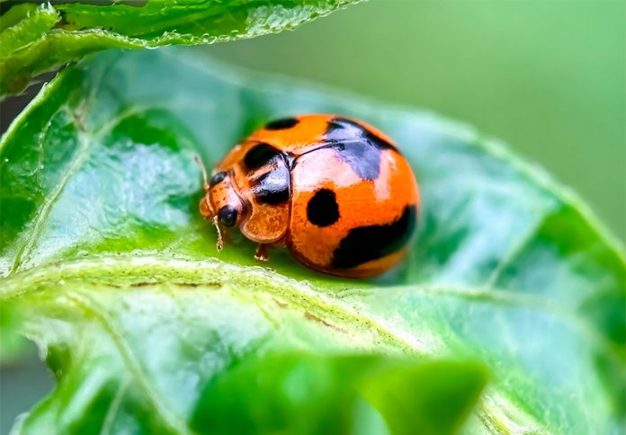 Mariquita o Coccinellidae