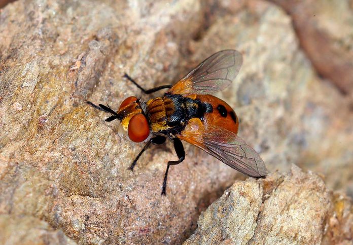 Gymnosoma Rotundatum