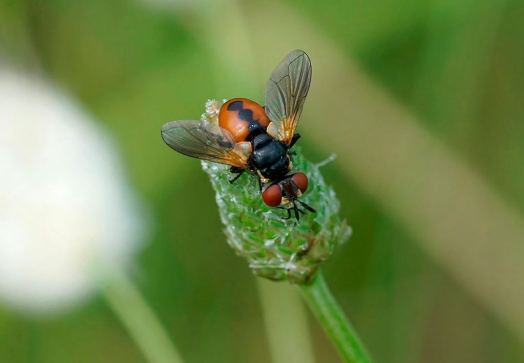 Rol ecológico de mosca parasitoide de chinches