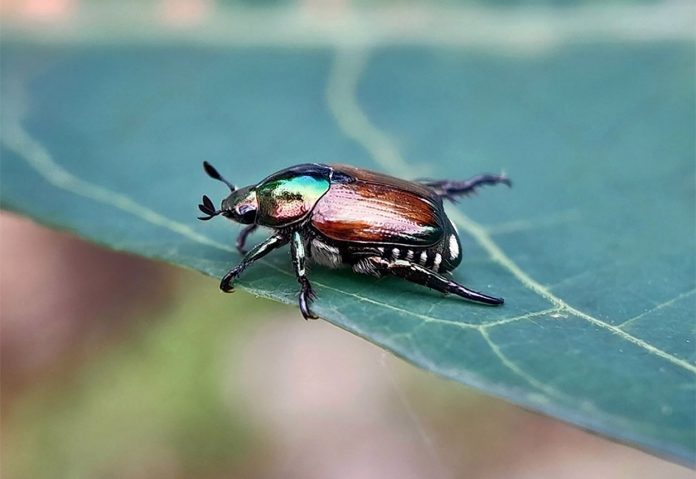 Escarabajo Japonés o Plaga Popillia Japonica