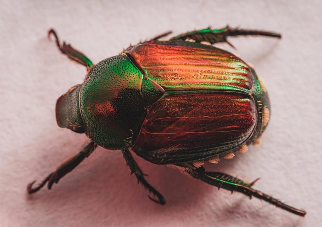 Popillia Japonica de Cerca