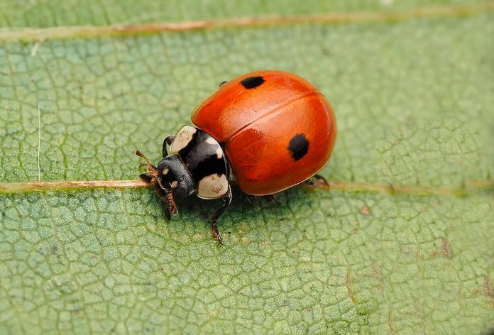 Adalia bipunctata