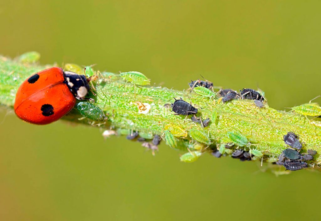 Adalia Bipunctata cazando Pulgones