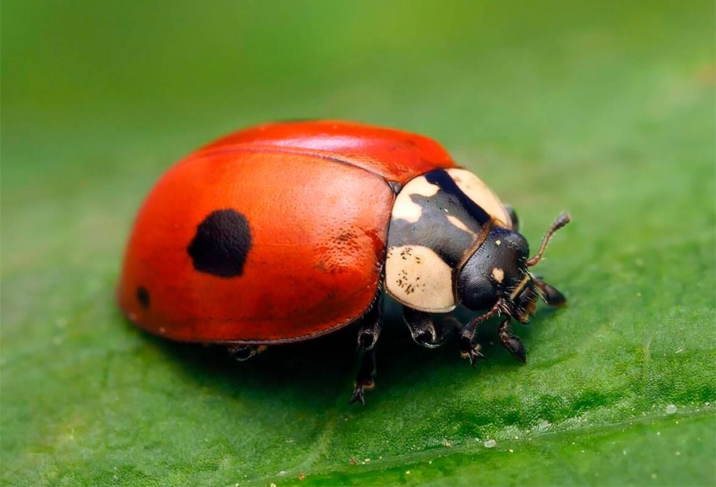 Características de la Mariquita de Dos Puntos