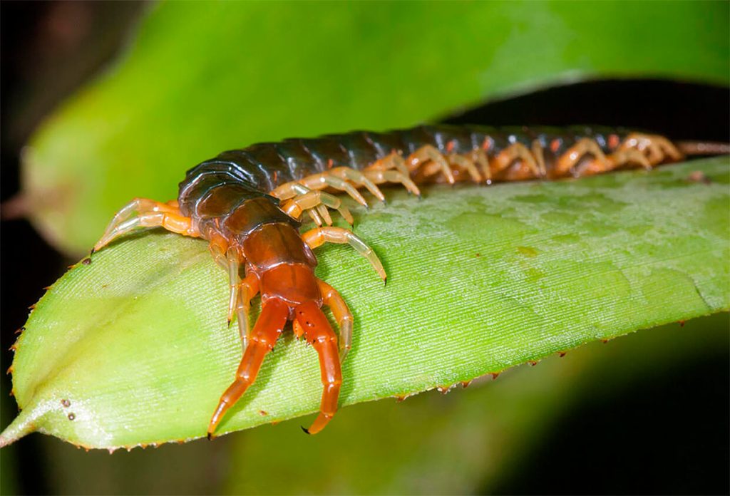 Rol ecologico del ciempies gigante australiano