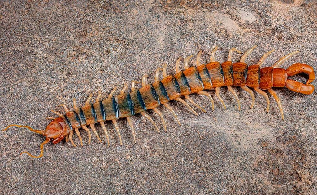 Caracteristicas de Scolopendra polymorpha