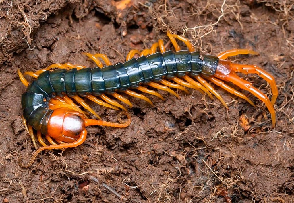 Características del Ciempiés Gigante del Pacifico