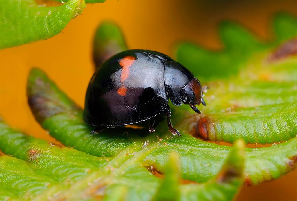 Chilocorus bipustulatus