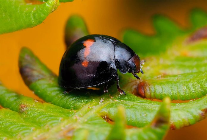Chilocorus-bipustulatus Chilocorus bipustulatus