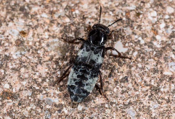 Creophilus-maxillosus Creophilus Maxillosus