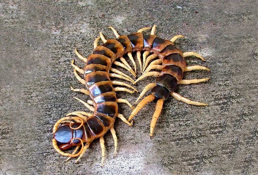 Ethmostigmus rubripes