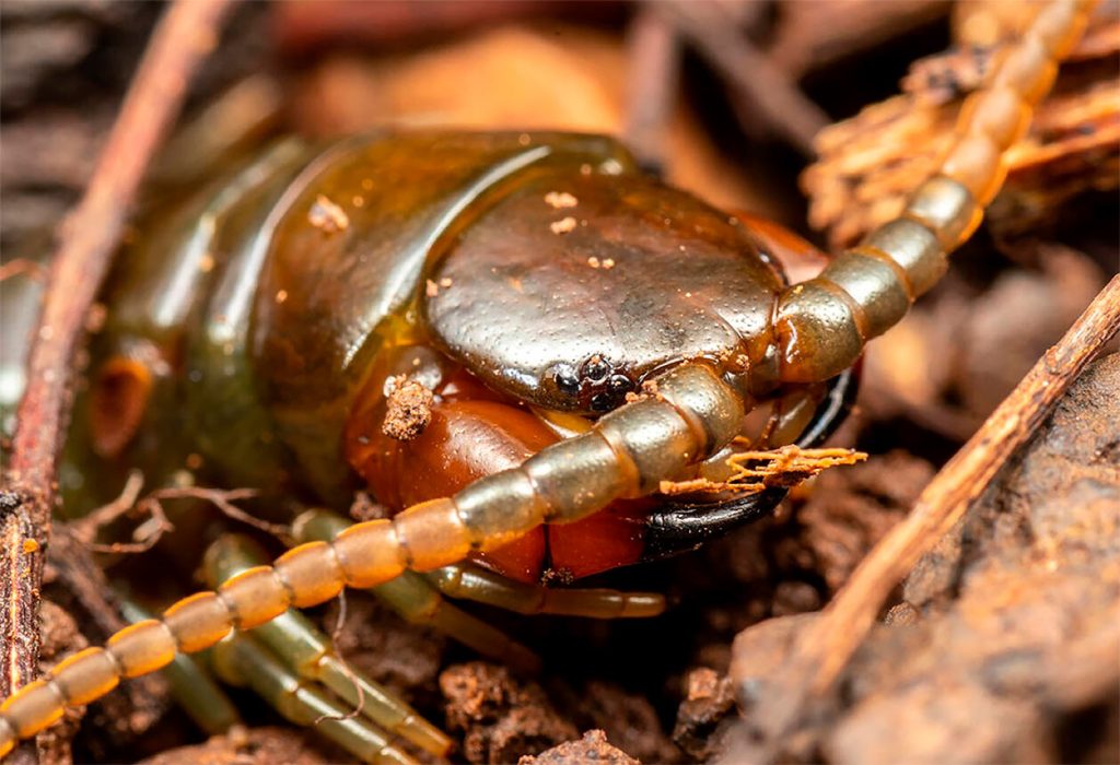 Características del Ethmostigmus Rubripes