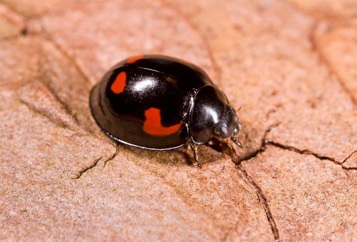 Exochomus-quadripustulatus Exochomus quadripustulatus