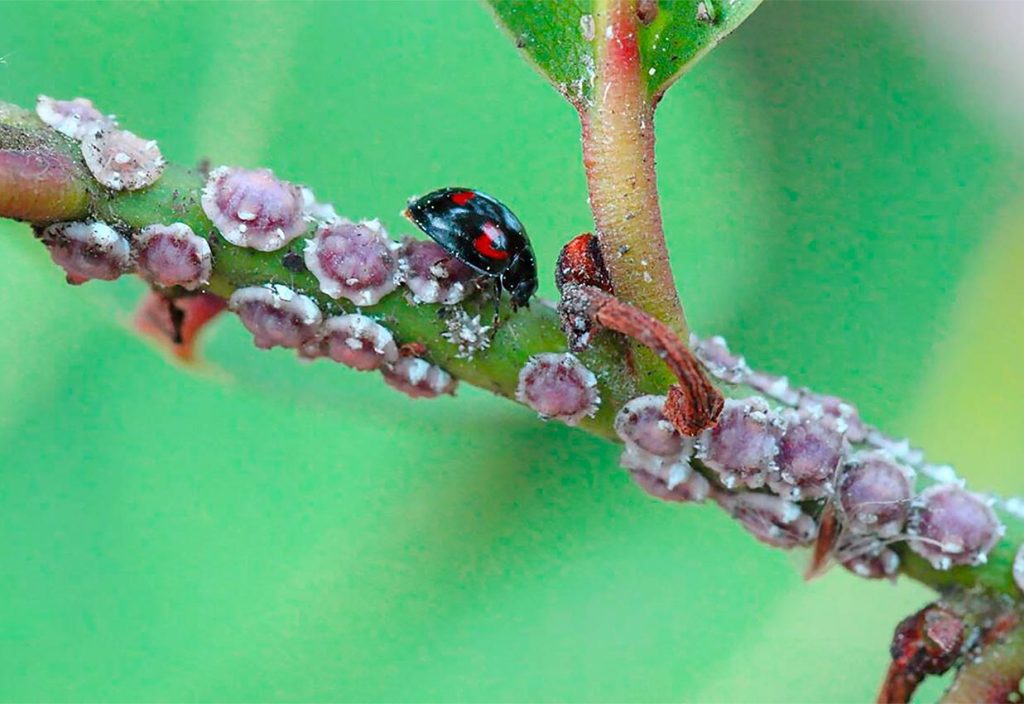 Exochomus quadripustulatus cazando cochinillas