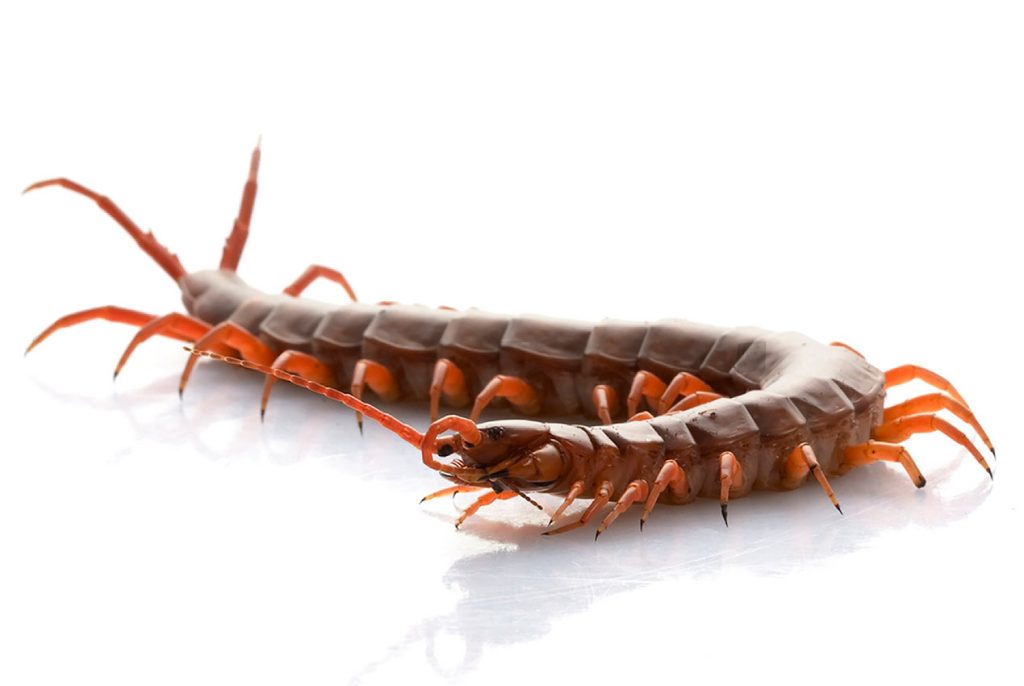 Ciclo de Vida de Scolopendra subspinipes