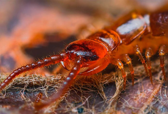 Lithobius-Forficatus-o-Ciempies-Marron Lithobius Forficatus o Ciempiés Marrón